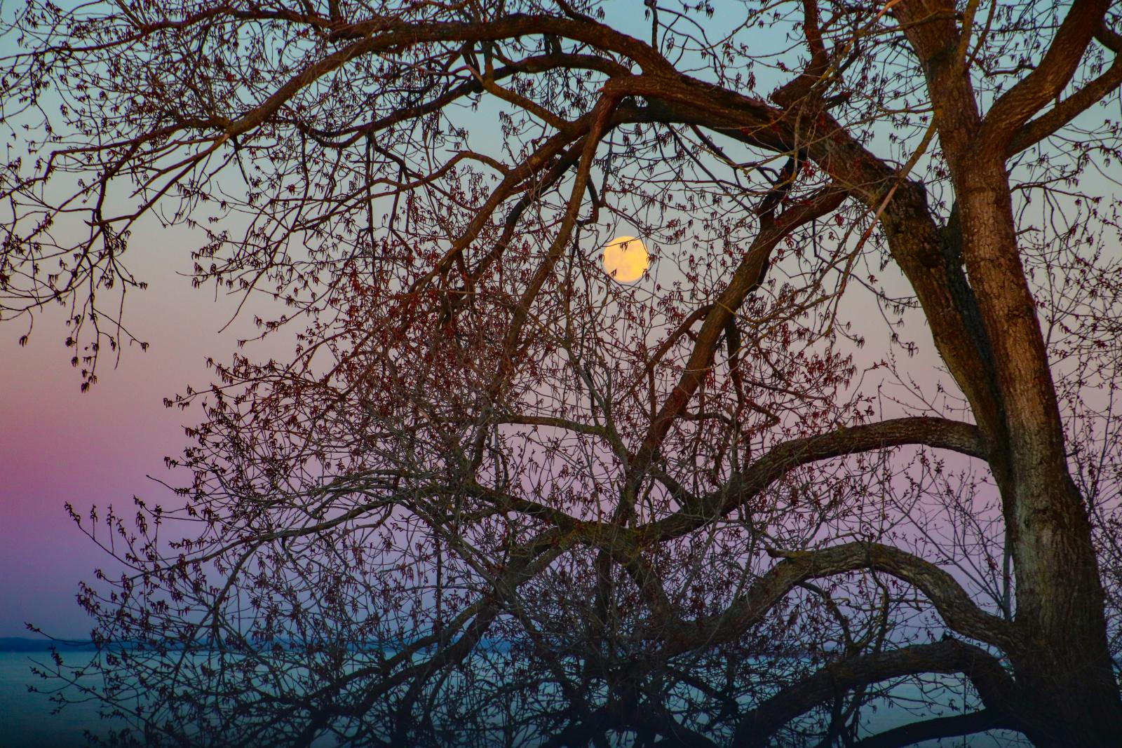 pink moon at dusk