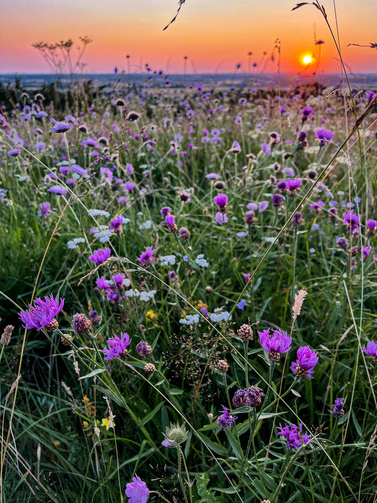 Sunset at Skamlingsbanken