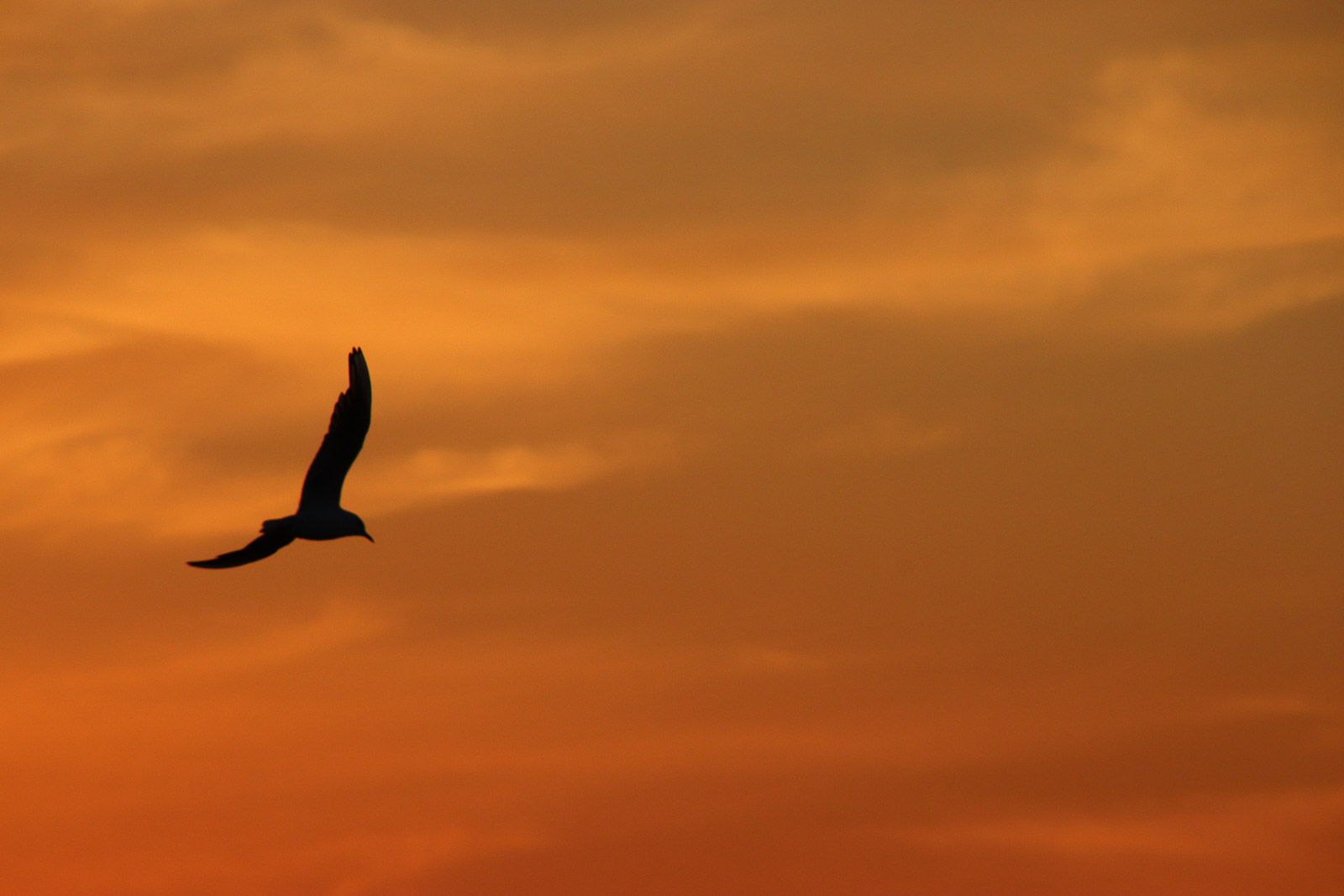 Seagull at sunset