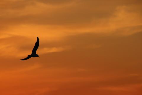 Seagull at sunset